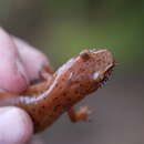 Image de Gyrinophilus porphyriticus danielsi (Blatchley 1901)