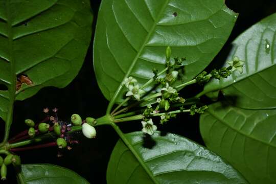 Image of Chiococca nitida Benth.
