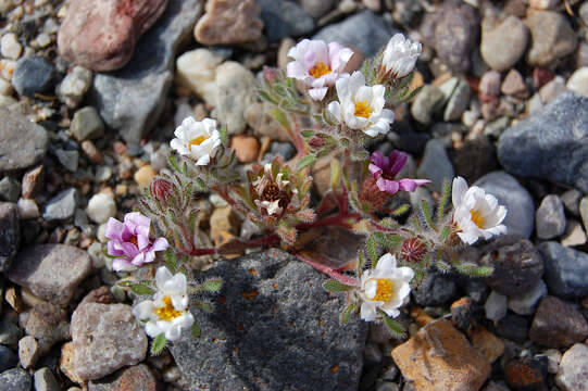 Image of daisy desertstar