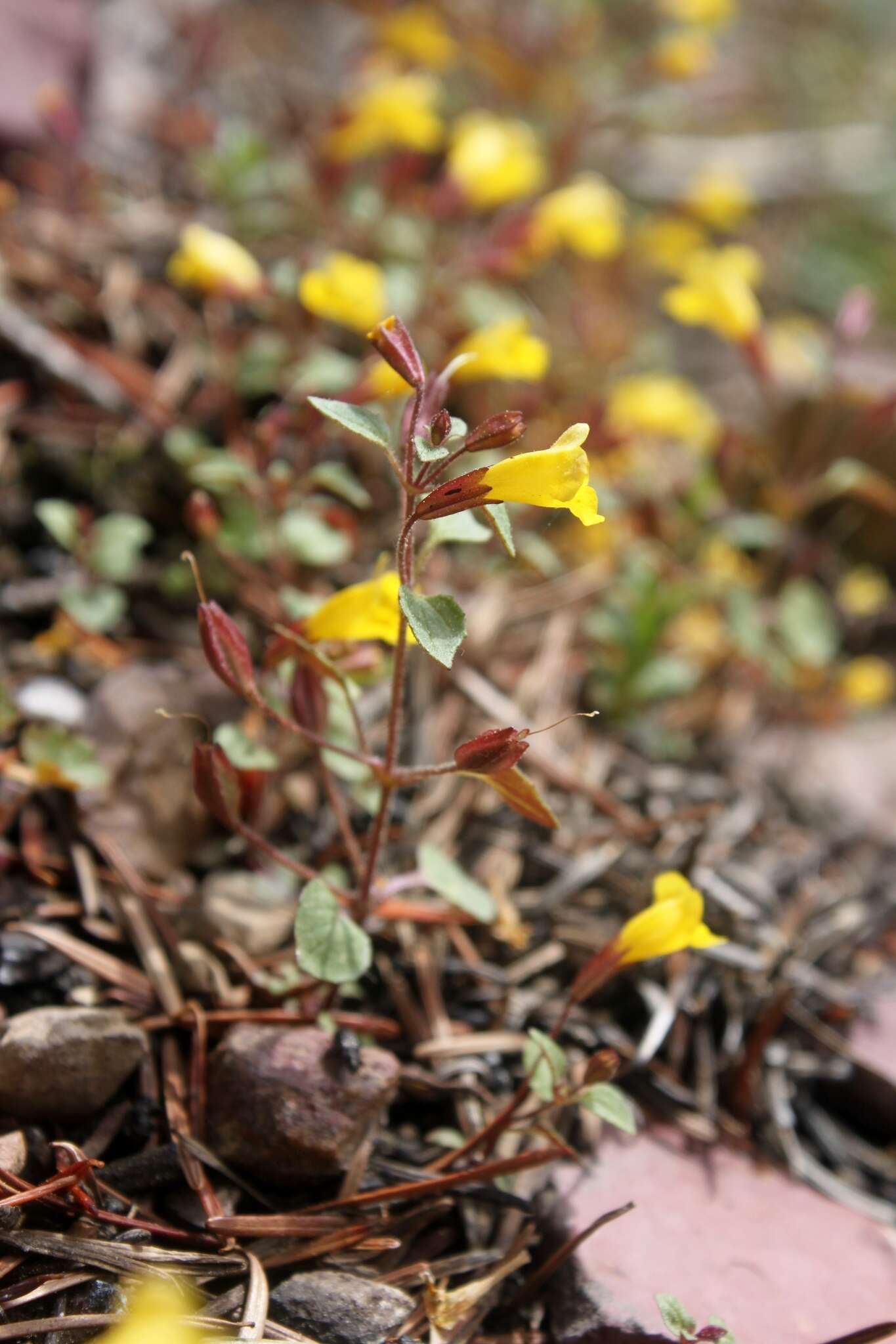 Image of Erythranthe washingtonensis