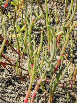 Слика од Salicornia ambigua Michx.