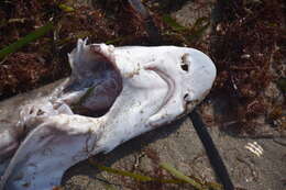 Image of Common Smoothhound