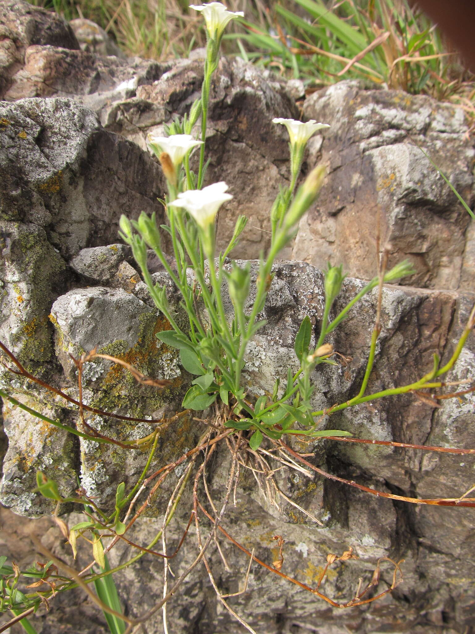 Image of Salpiglossis anomala (Miers) W. G. D' Arcy