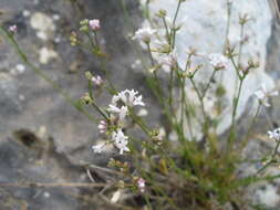 Plancia ëd Asperula rumelica Boiss.