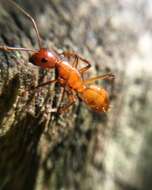 Image of Camponotus castaneus (Latreille 1802)