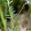 Image of Vicia lentoides (Ten.) Coss. & Germ.