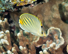 Image of Dot and dash Butterflyfish