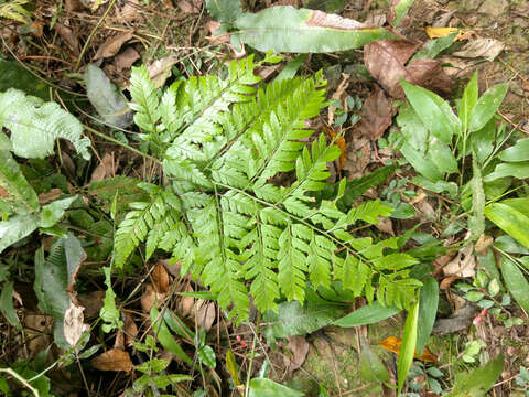 Image of Arachniodes pseudoaristata (Tag.) Ohwi