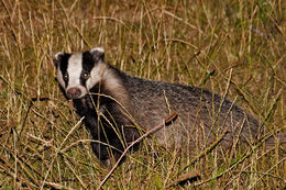 Image of Eurasian badger