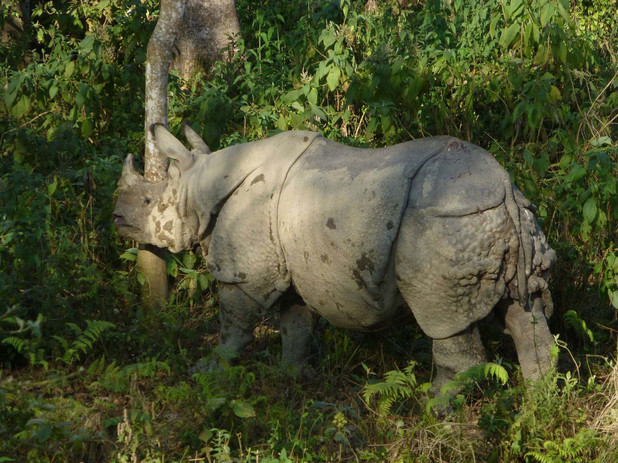 Image of Indian Rhinoceros