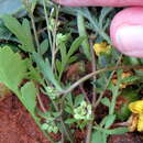 Image of Lepidium desertorum Eckl. & Zeyh.