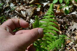 Image of silver false spleenwort