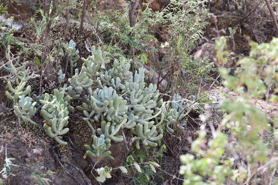 Image of Sedum allantoides Rose