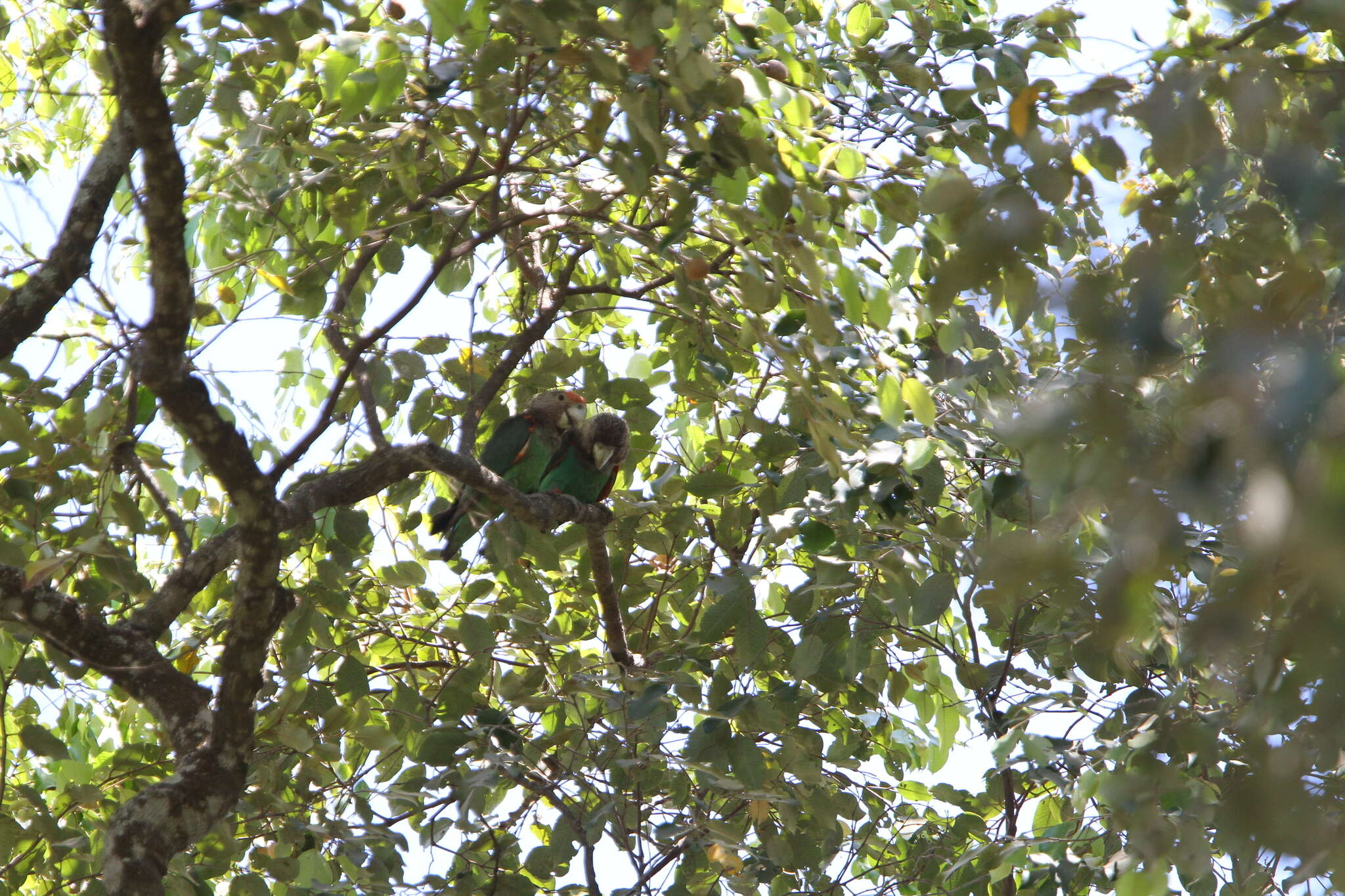 Image of Brown-necked Parrot