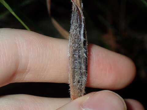 Image of Patersonia sericea R. Br.