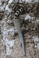 صورة Lygodactylus mombasicus Loveridge 1935