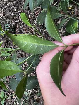 Sivun Melicope hayesii T. G. Hartley kuva