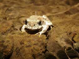 Image of Concepcion Toad