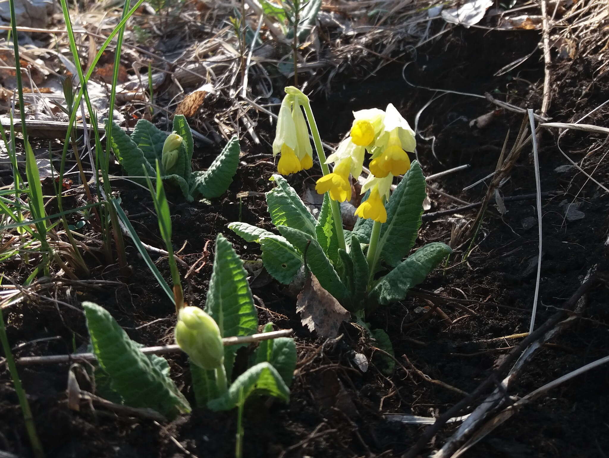 Image of Primula veris subsp. macrocalyx (Bunge) Lüdi