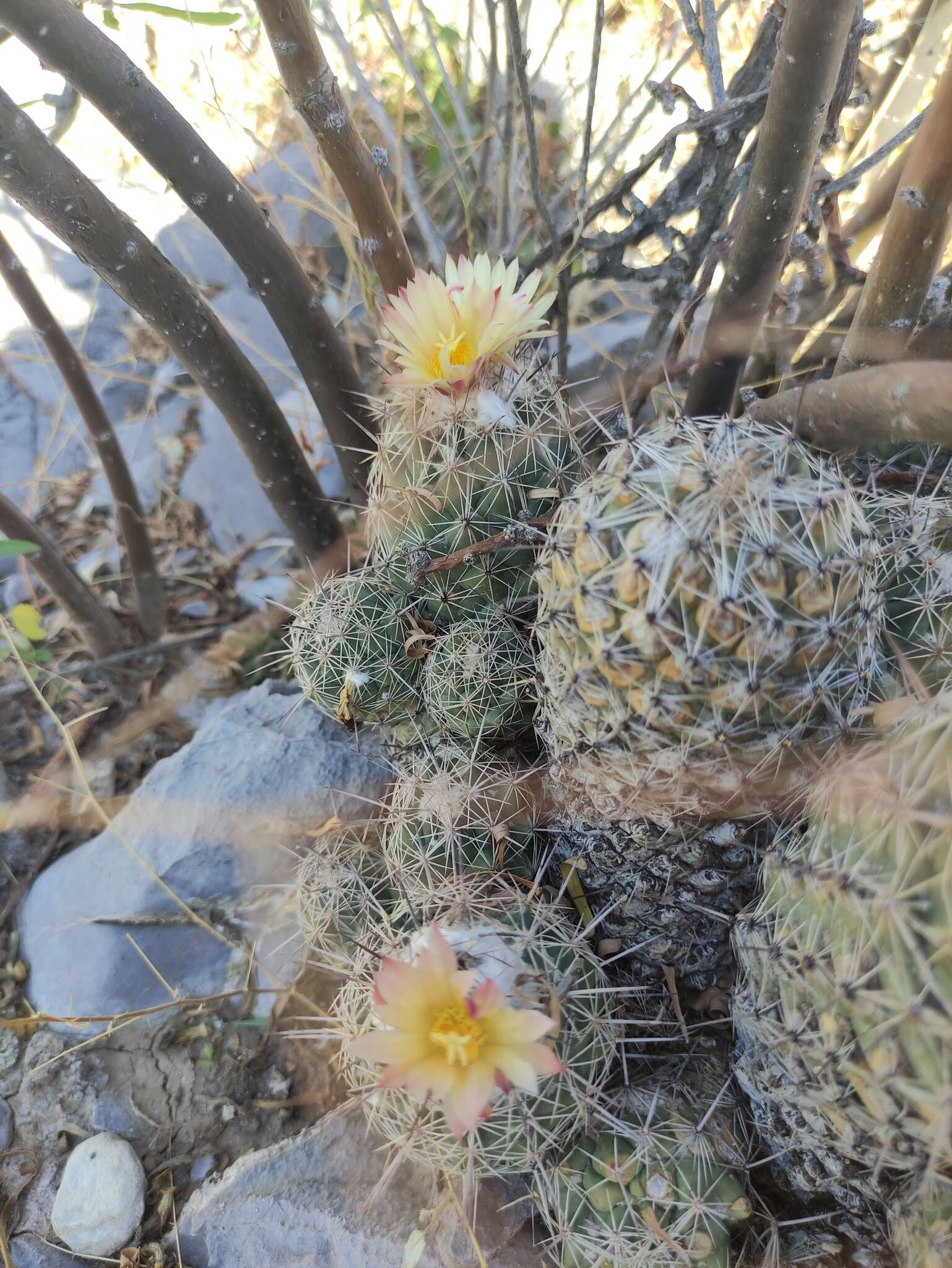 Image of Coryphantha durangensis subsp. durangensis