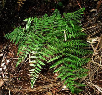 Image of decomposition brackenfern