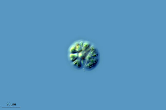 Image of <i>Gomphosphaeria aponina</i>