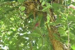 Image of Aechmea cylindrata Lindm.