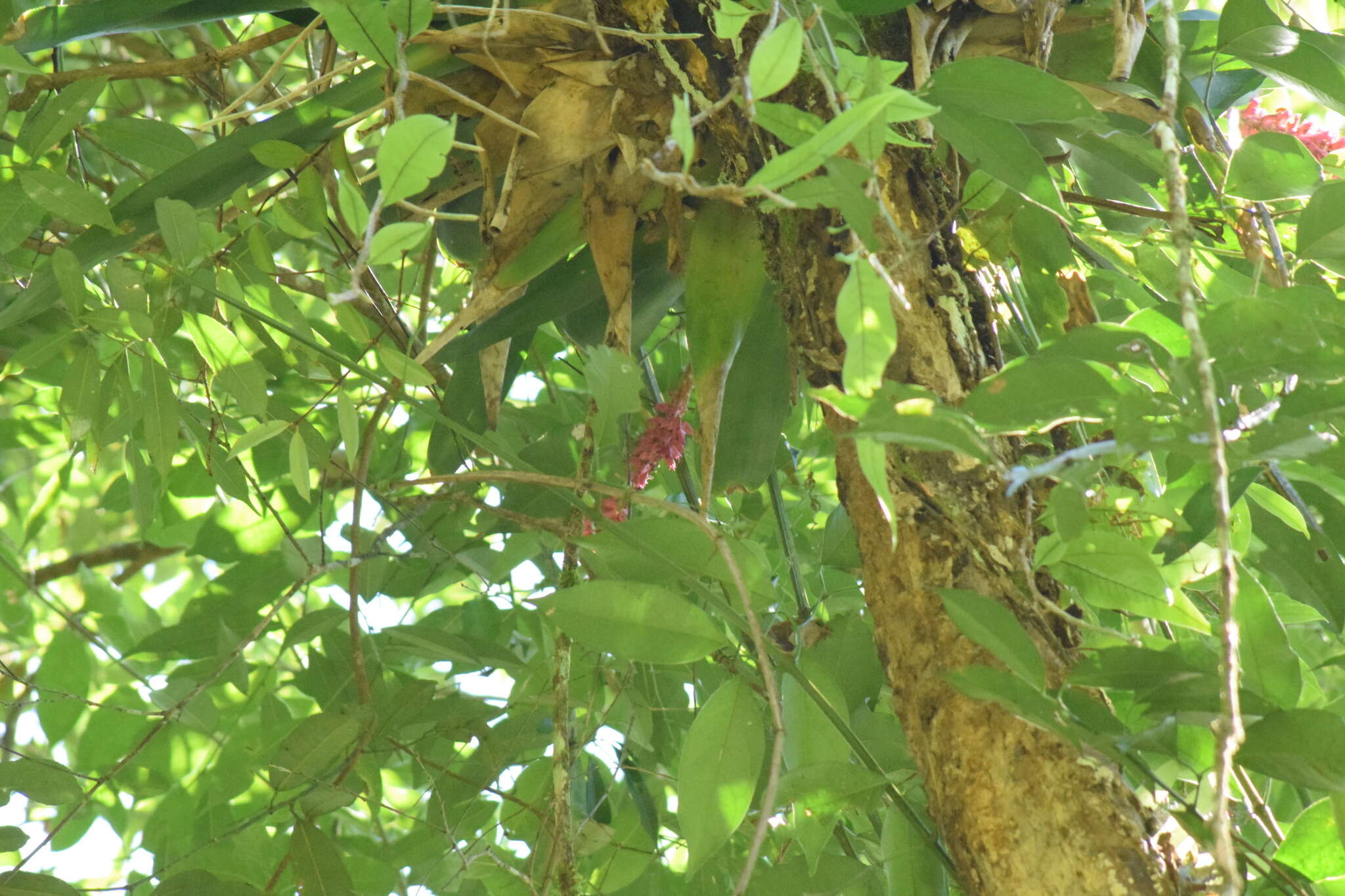 Image of Aechmea cylindrata Lindm.