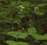 Image of small enchanter's nightshade