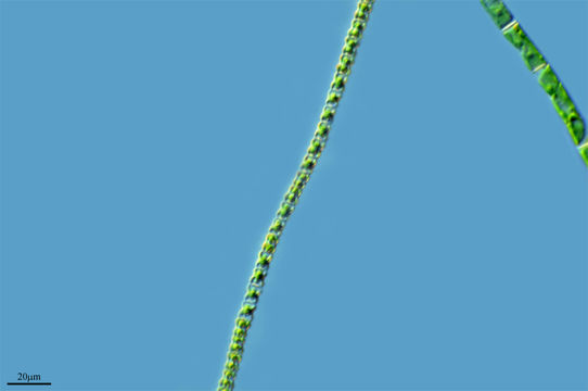 Image of <i>Spondylosium secedens</i>