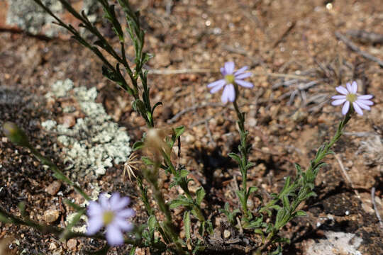 Image of Vittadinia cuneata DC.