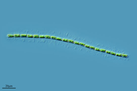 Image of <i>Groenbladia neglecta</i>