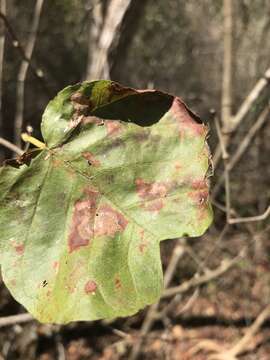 Image de Neomillspaughia emarginata (Gross) S. F. Blake