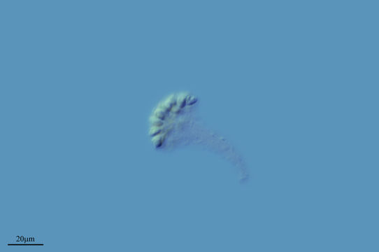 Image of <i>Dendromonas virgaria</i> (Weisse) F. Stein 1878