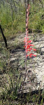 Image de Tritoniopsis caffra (N. E. Br.) Goldblatt & J. C. Manning