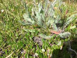 Image of woolly hawkweed