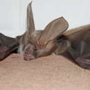 Image of Wood's Slit-faced Bat -- Wood's Slit-faced Bat