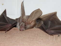 Image of Wood's Slit-faced Bat -- Wood's Slit-faced Bat