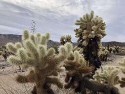 صورة Cylindropuntia bigelovii var. bigelovii