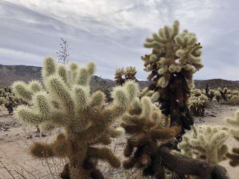 Слика од Cylindropuntia bigelovii var. bigelovii