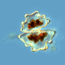Image of <i>Euastrum verrucosum</i>