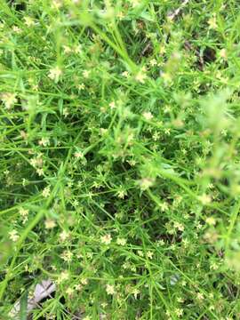 Image de Galium gaudichaudii DC.