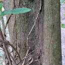 Image of Bullytree