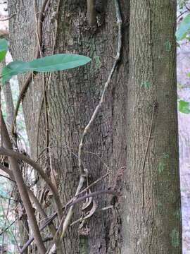 Image de Pouteria multiflora (A. DC.) Eyma