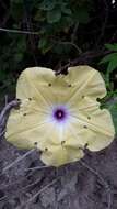 Слика од Ipomoea tuberculata Ker-Gawl.