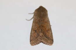 Image of Orthosia pacifica Harvey 1874