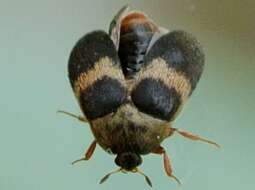 Image of Banded Black Carpet Beetle
