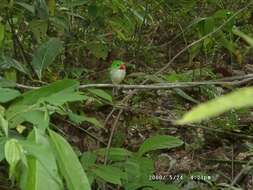 Image of Jamaican Tody