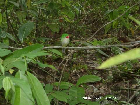 Image of Jamaican Tody