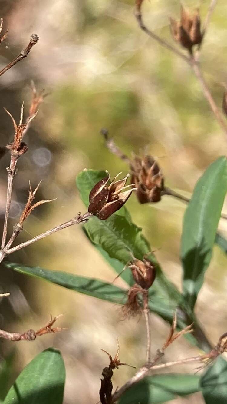 صورة Hypericum lobocarpum Gattinger